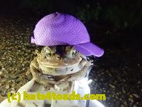 /home//u458753944/public_html/sourcegallery///////////////////////////Roxborough Toad Detour/2021/2021-04-11/P4110251.JPG
